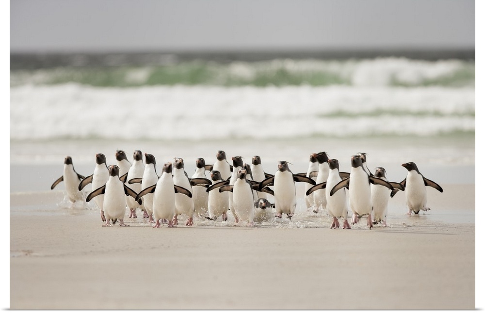 A photograph of a waddle (bunch) of penguins making their way away from the crashing ocean waves.