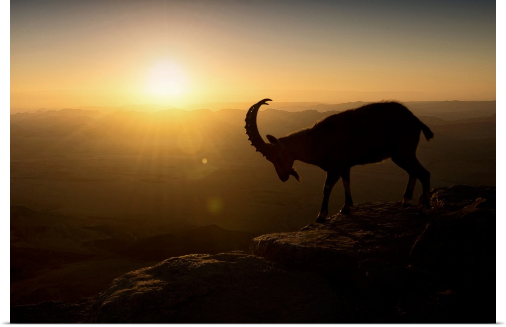 A silhouetted mountain goat in early morning light on a mountain ledge overlooking a valley.