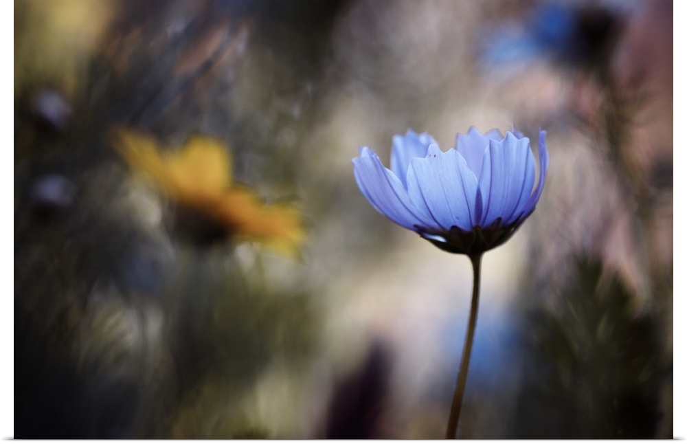 A vibrant photograph of a blue flower against a blurred background.