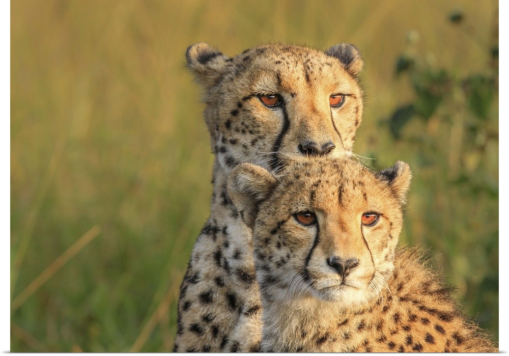 Portrait photograph of two cheetahs  side by side.