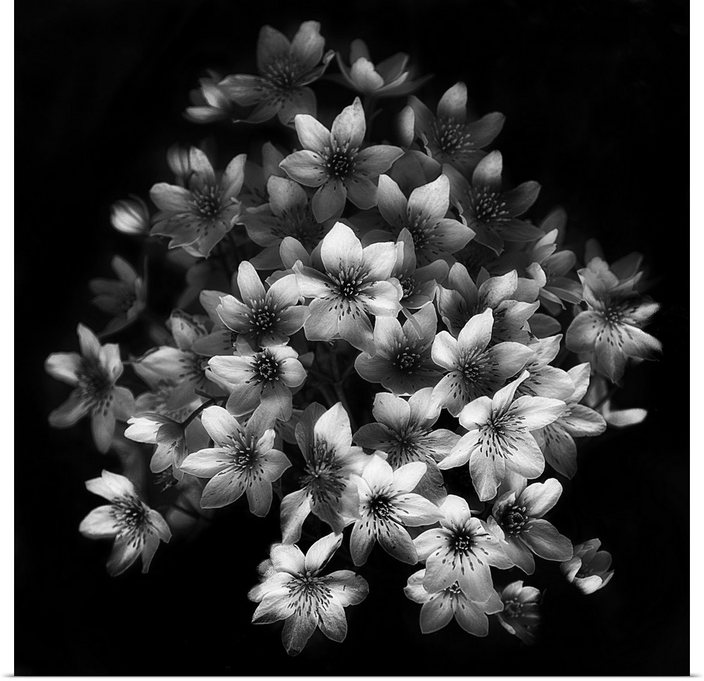 A cluster of clematis flowers in high contrast black and white.