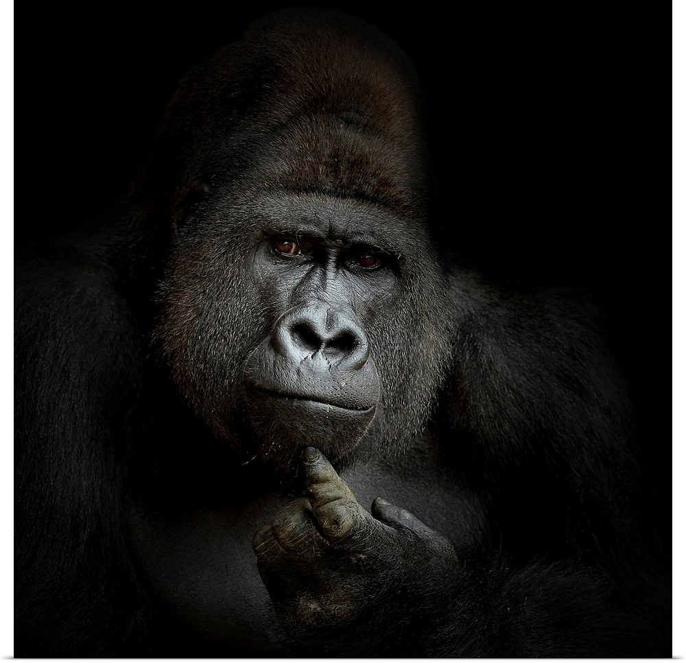A gorilla strikes a curious thinking pose and expression.