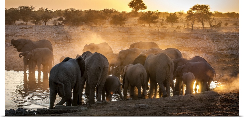 A herd of elephants kicking up dust in the Savannah.