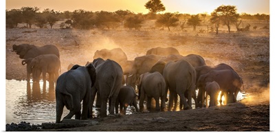 Elephant huddle