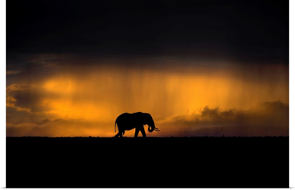 Elephant In A Rain Storm At Sunset