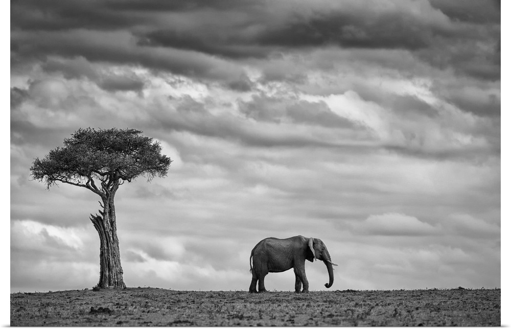 A lone elephant stands near a tree in the Masai Mara Kenyan park.