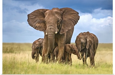 Elephant Mom Protecting Her Calves