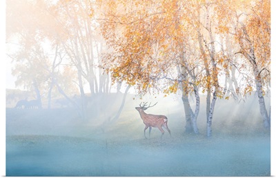 Elk Lost In Mist