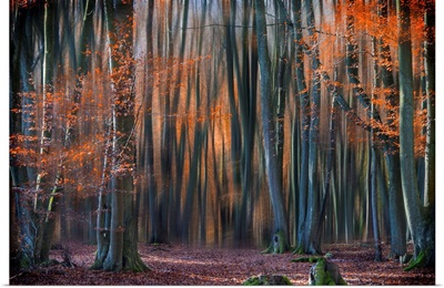 Enchanted Forest