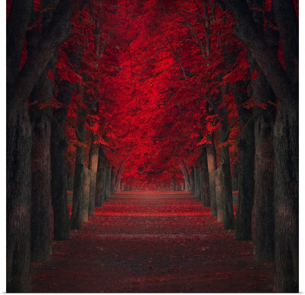 Pathway lined with trees with deep red leaves.