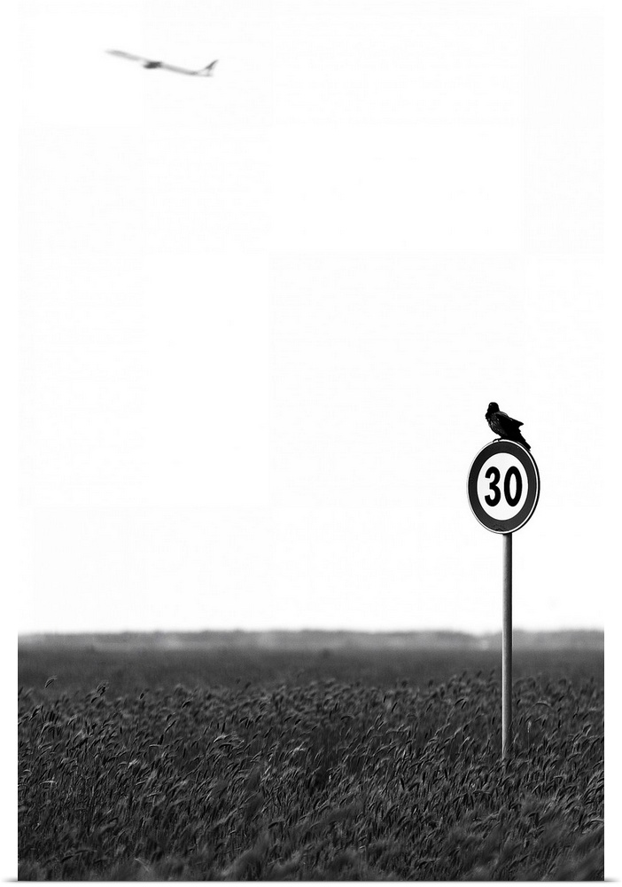 A bird sitting on a speed limit sign in a wheat field looks up at a distant plane.