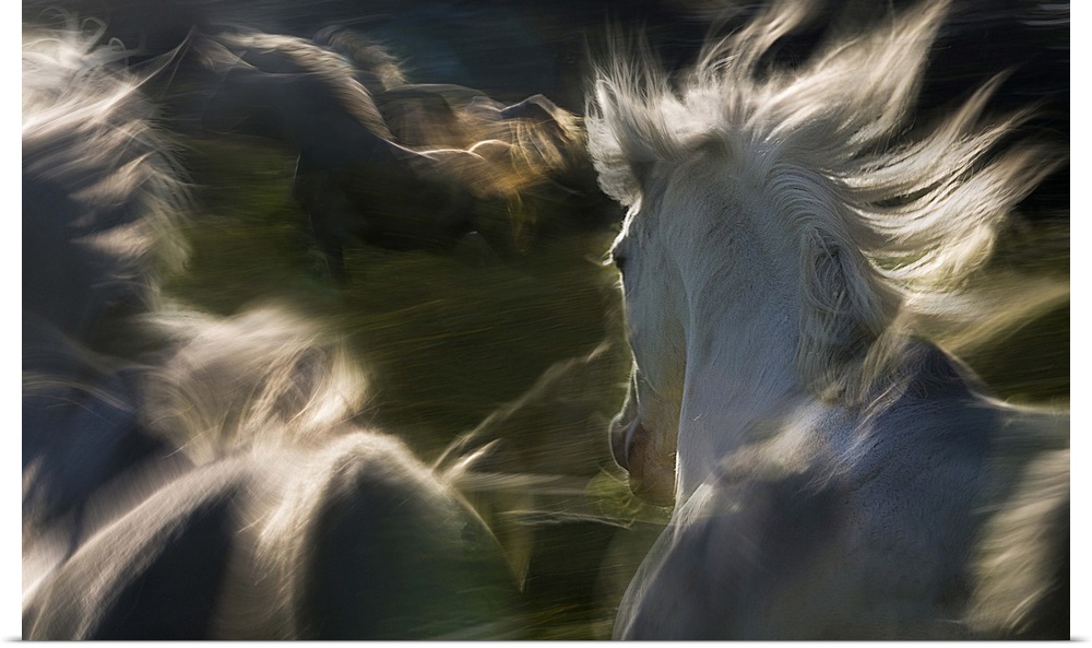 Blurred motion image of a herd of horses galloping in a field.