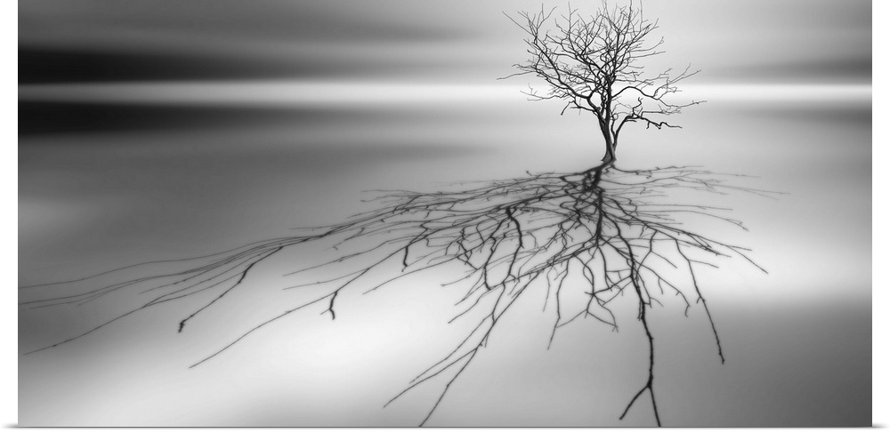 Conceptual image of a tree with bare branches casting a complex shadow.