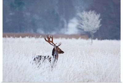 Fallow Deer in the Frozen Winter Landscape