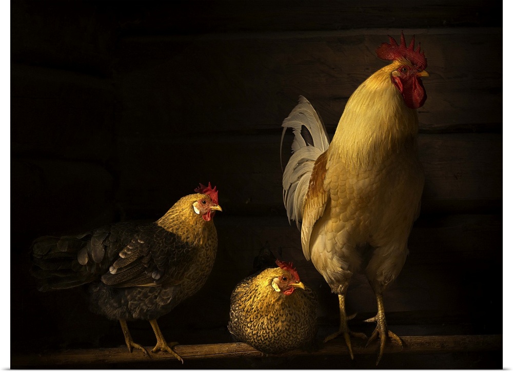 Two hens and a rooster in a henhouse, with golden light.