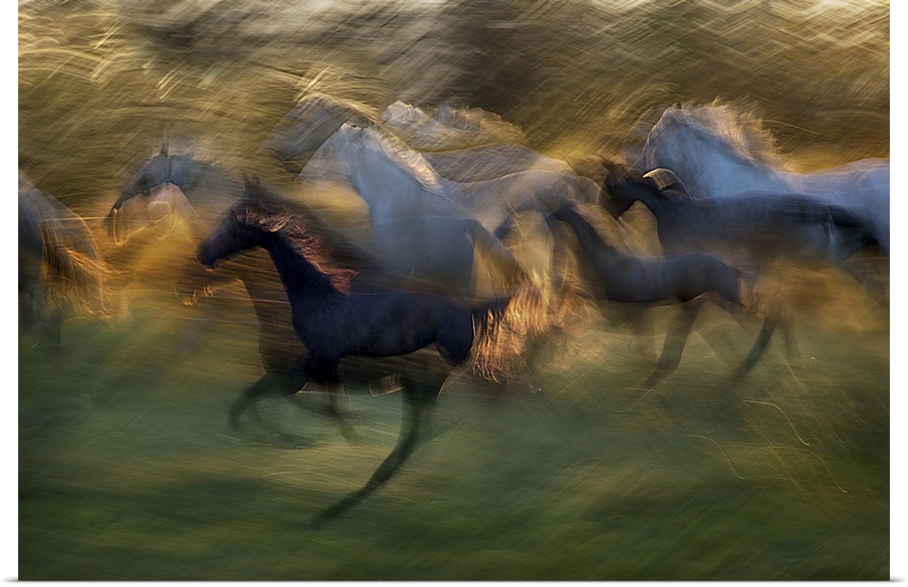 A motion blurred photograph of a herd of wild horses galloping.