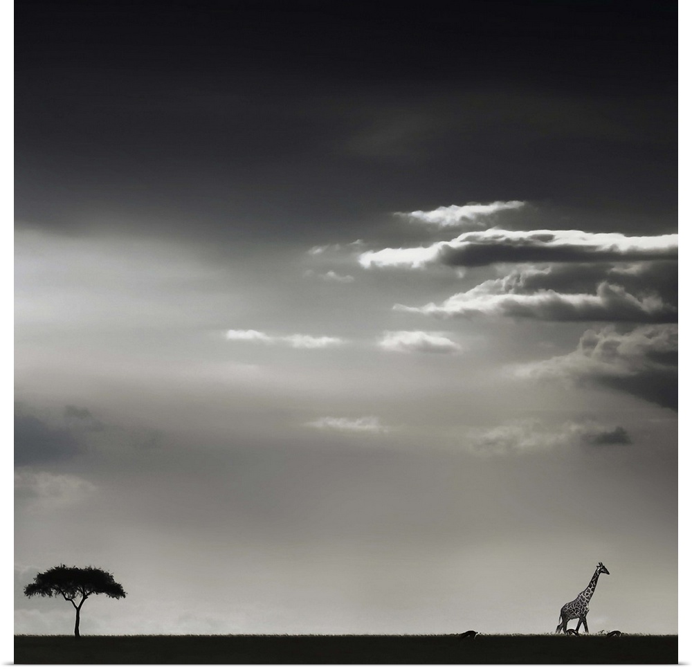Giraffe walking away from a tree in the African savanna, with just a few clouds in the sky.