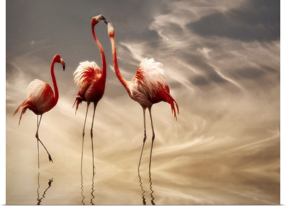 Two Caribbean Flamingoes argue while another one watches calmly, all  standing in shallow water reflecting the wispy cloud...