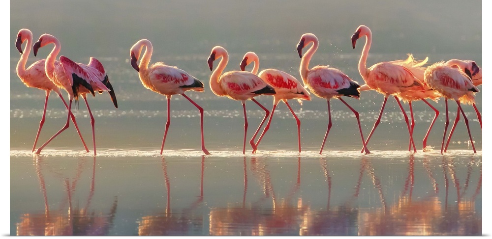 Wildlife photograph of a flock of pink flamingo walking through water with their reflections below.