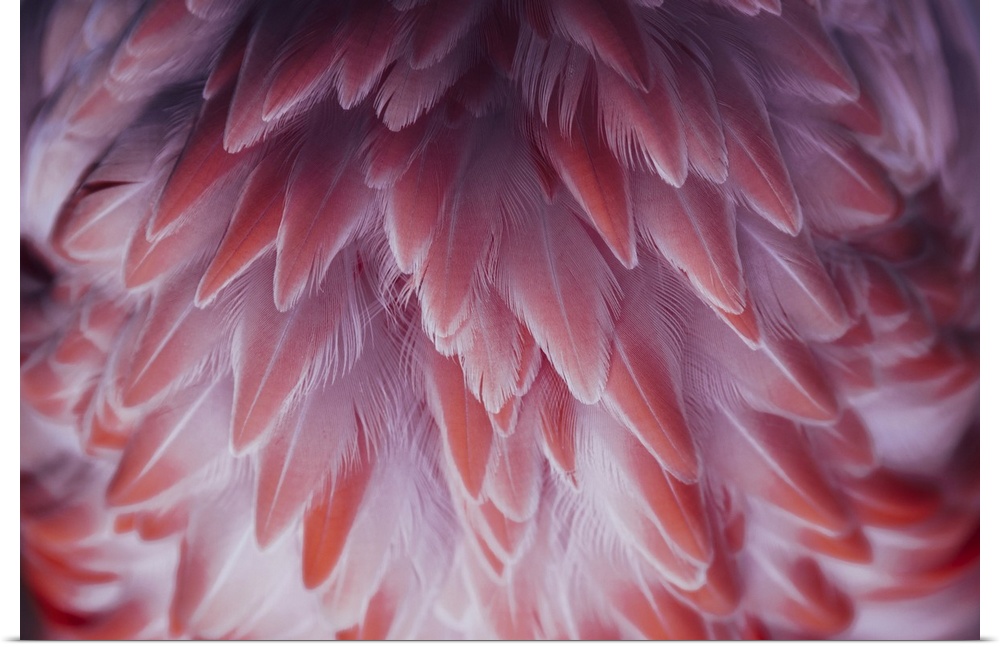 Beautiful close-up of the feathers of a pink flamingo bird.