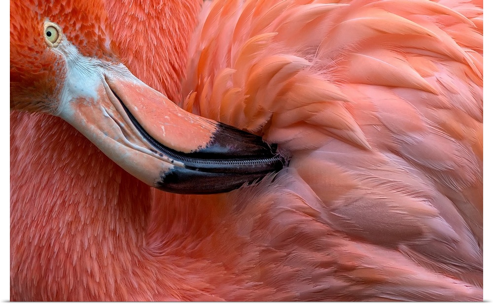 Flamingo Close Up