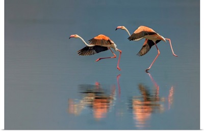 Flamingo Landing