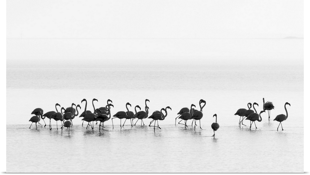 A black and white photograph of flamingos standing around in water.