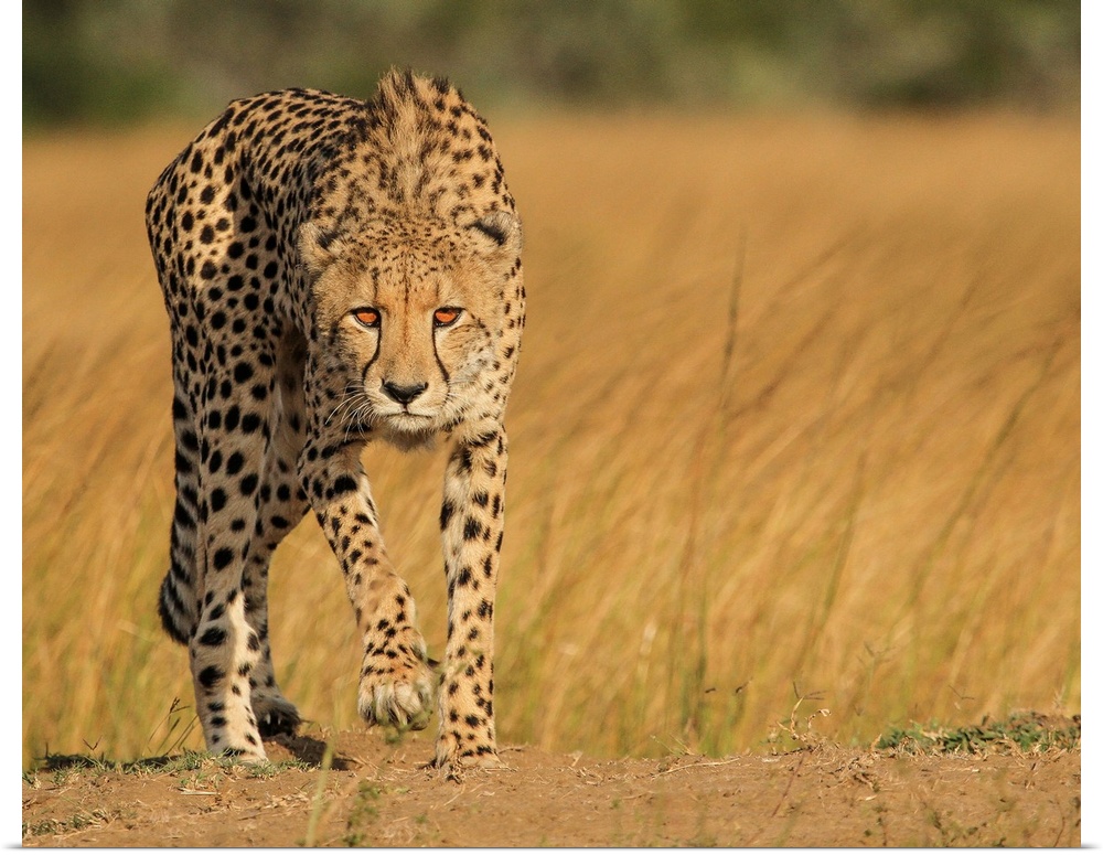 A spotted cheetah stalking its next meal in the African savanna.
