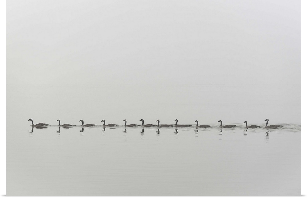 A flock of Canada Geese in a straight line on the water.