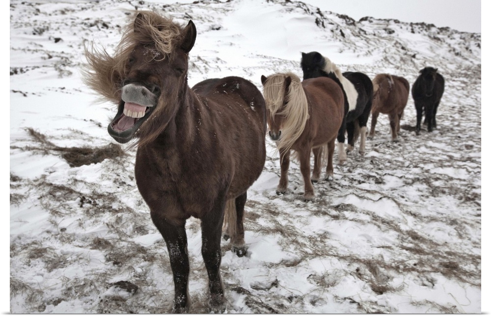 Five Icelandic horses in a row in a snowy landscape, with the leader making an amusing face.