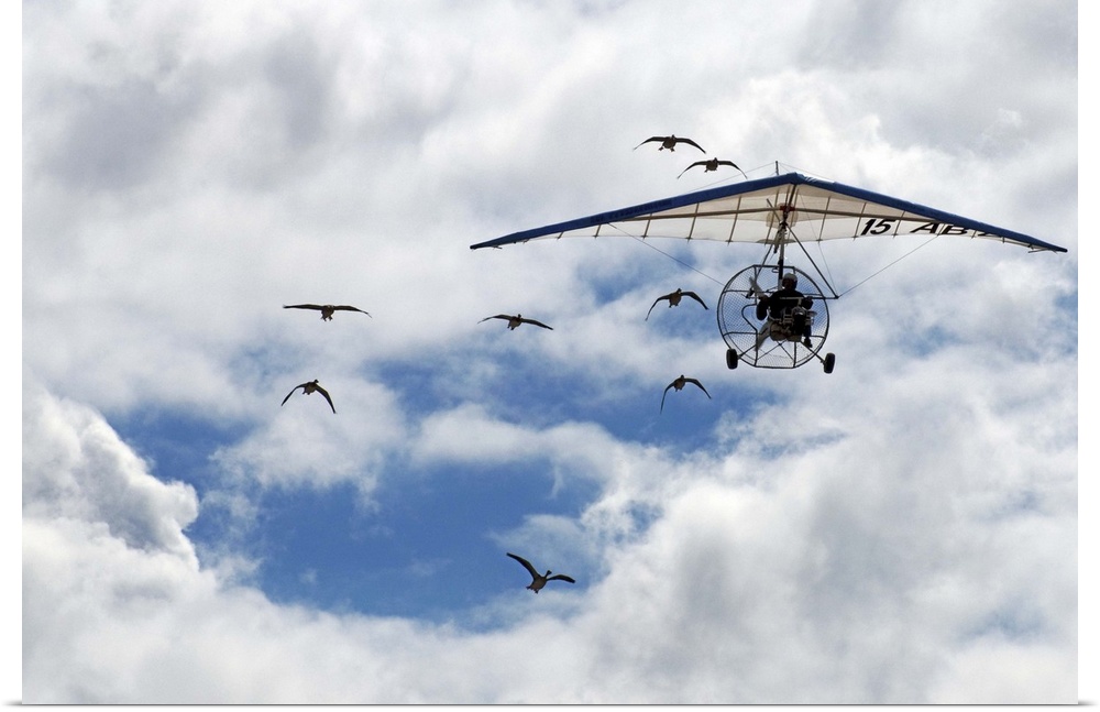 A flock of geese following a powered hang glider in the sky.