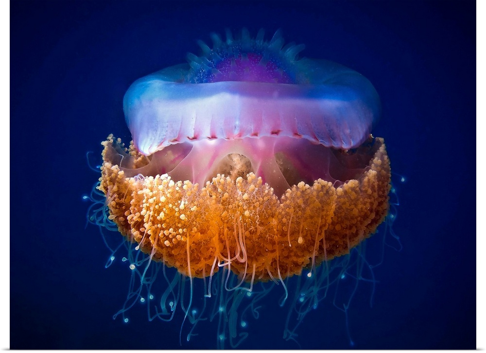 A jellyfish with bright colors and thin tentacles floating in the ocean.