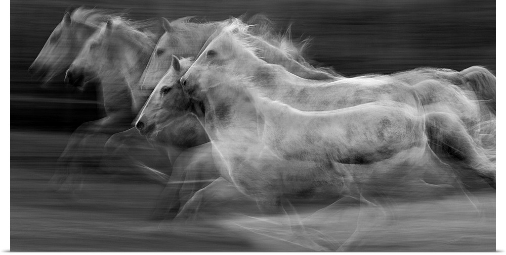Galloping horses in a blur of multiple exposures.