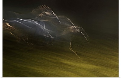Gallop With Wind