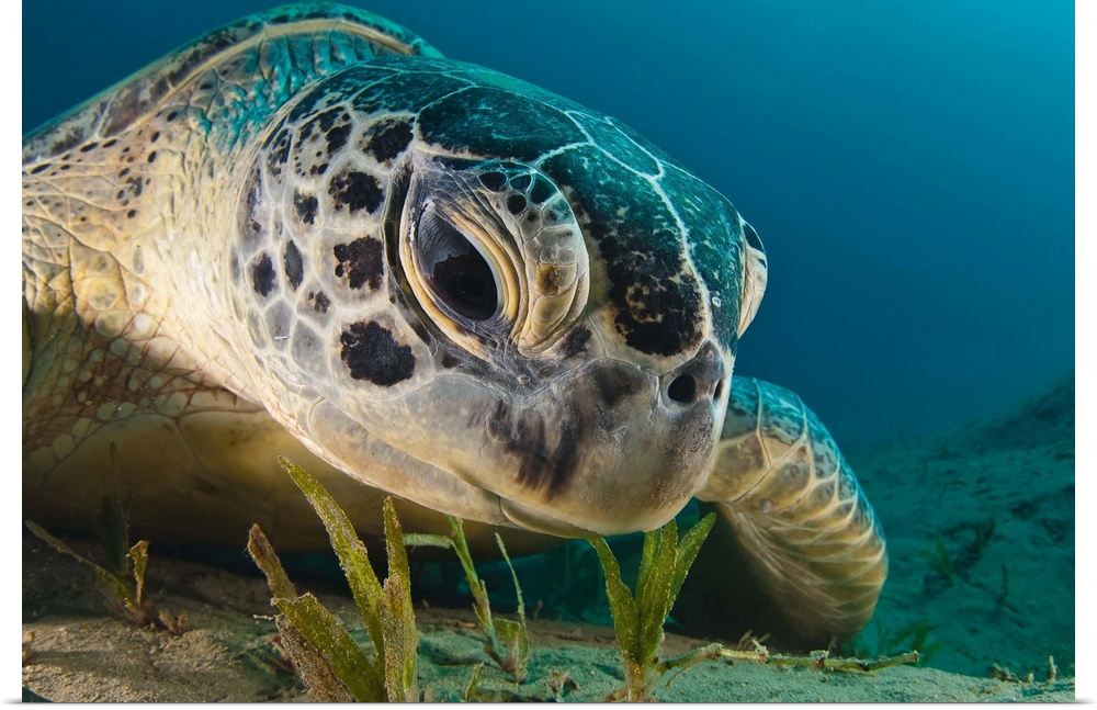 A sea turtle staring intently at the ocean floor.