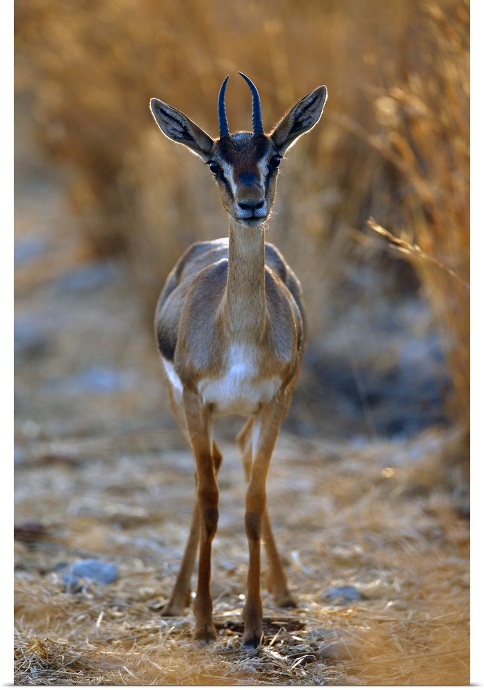 Portrait of a gazelle with a shallow depth of field.