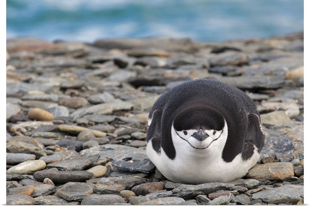 A portrait of a penguin laying on rocks.