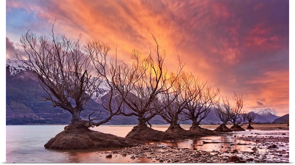 A photograph of a row of bare branched trees in mud patches under an orange sky with mountains in the distance.