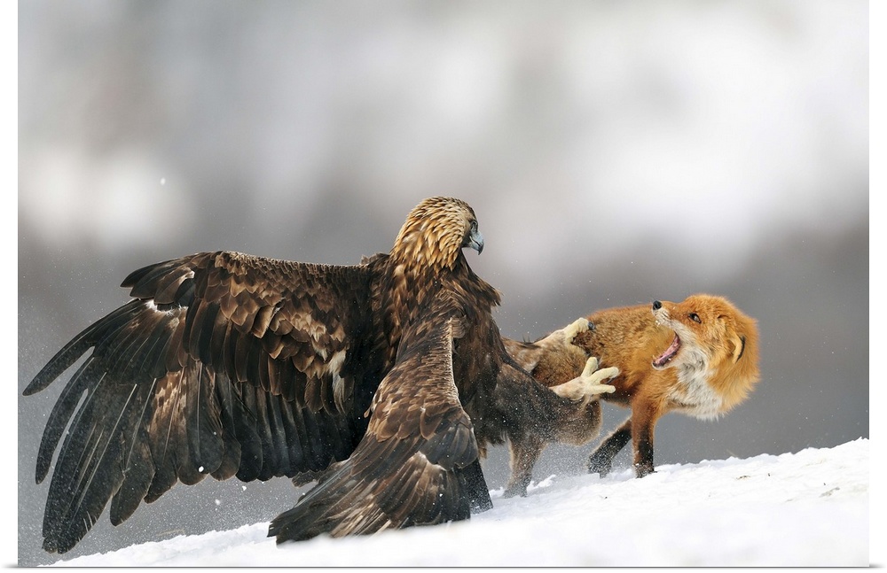 A large Golden Eagle attempts to grab a red fox in its talons.