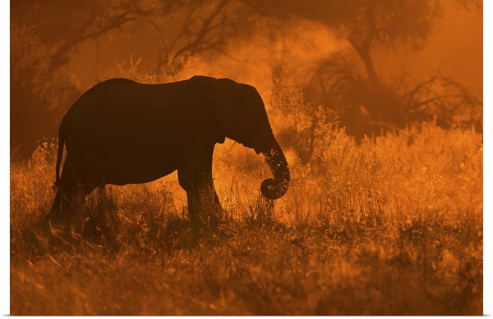 A silhouette of an elephant dusting off shoots of grass in golden light in Savute.