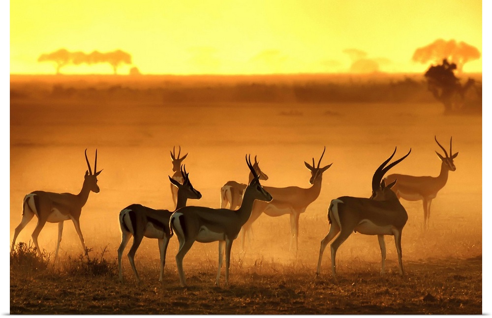 Silhouetted antelopes standing in the dusty plain of the African Savannah.