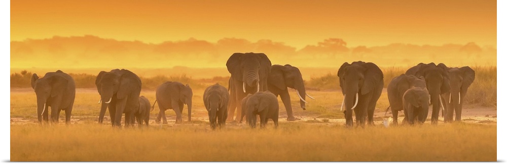 A photograph of a herd of African elephants on the Savannah seen from behind.