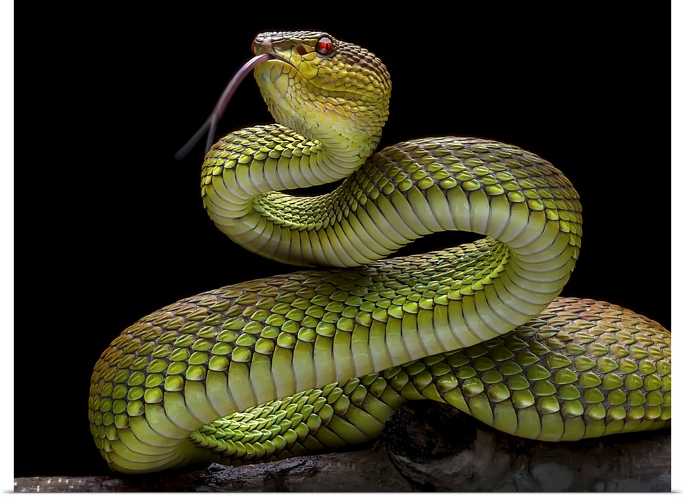 Golden Venomous Viper Snake