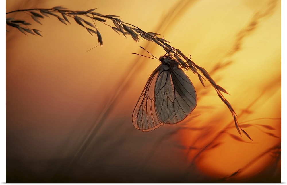 A butterfly with translucent wings handing from a stalk of wheat at sunset.