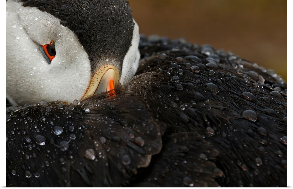 Close-up photograph of a puffin covered in water droplets.