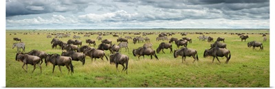 Great Migration In Serengeti Plains