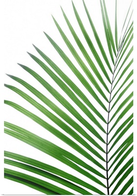 Green Palm Leaf