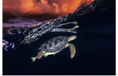 Green Turtle And Sunset - Sea Turtle