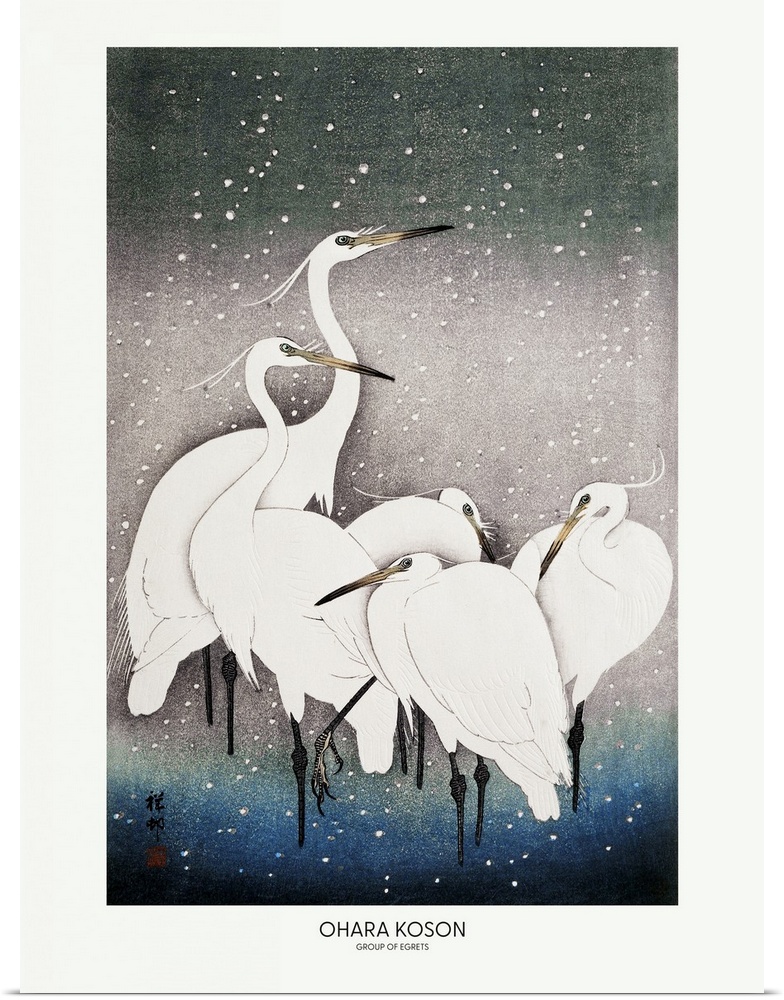 Group Of Egrets