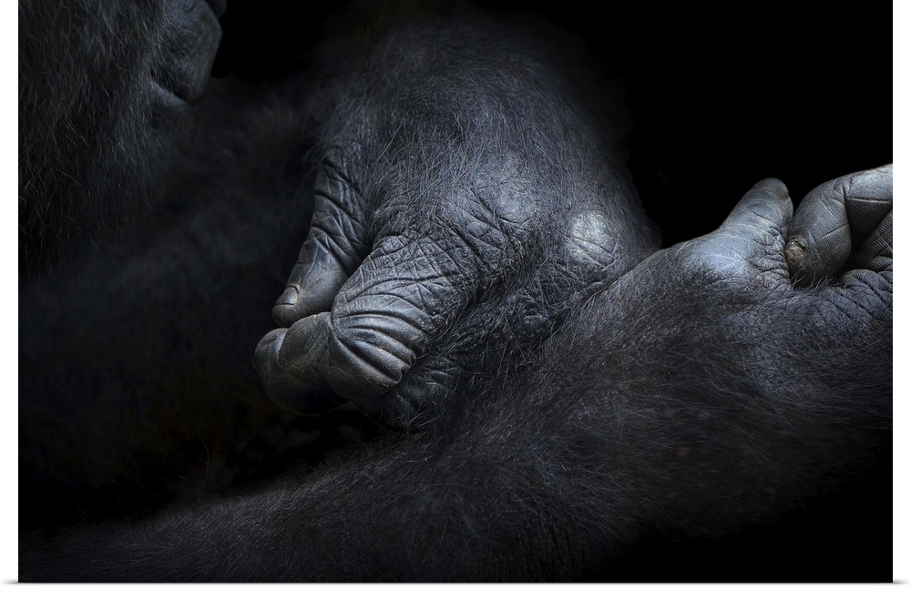 Close up view of the large, wrinkled hands of a gorilla.